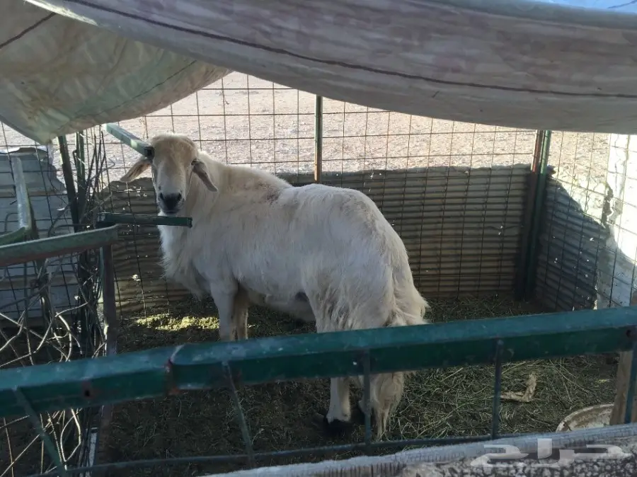 غنم حريات مقاني  (image 7)