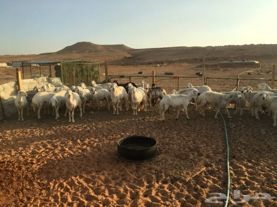 غنم حريات مقاني  (image 8)