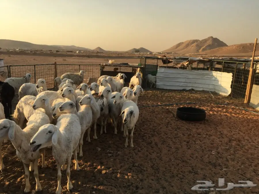 غنم حريات مقاني  (image 9)
