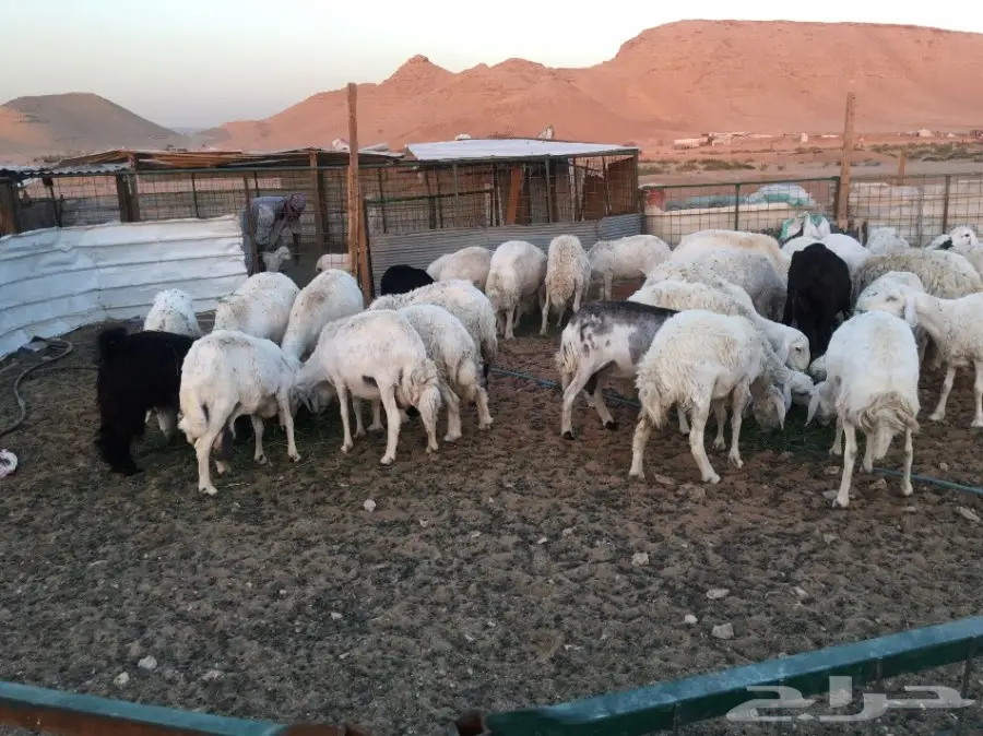 غنم حريات مقاني  (image 10)