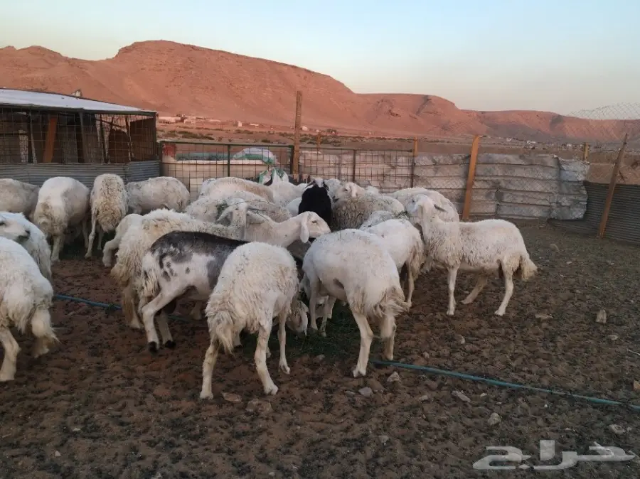 غنم حريات مقاني  (image 11)