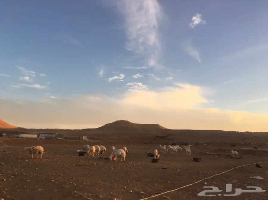 غنم حريات مقاني  (image 12)