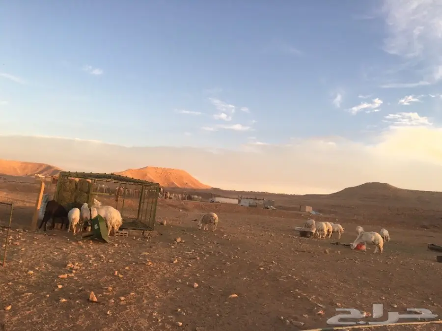 غنم حريات مقاني  (image 13)