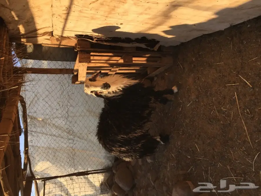 فحل نجدي (image 3)