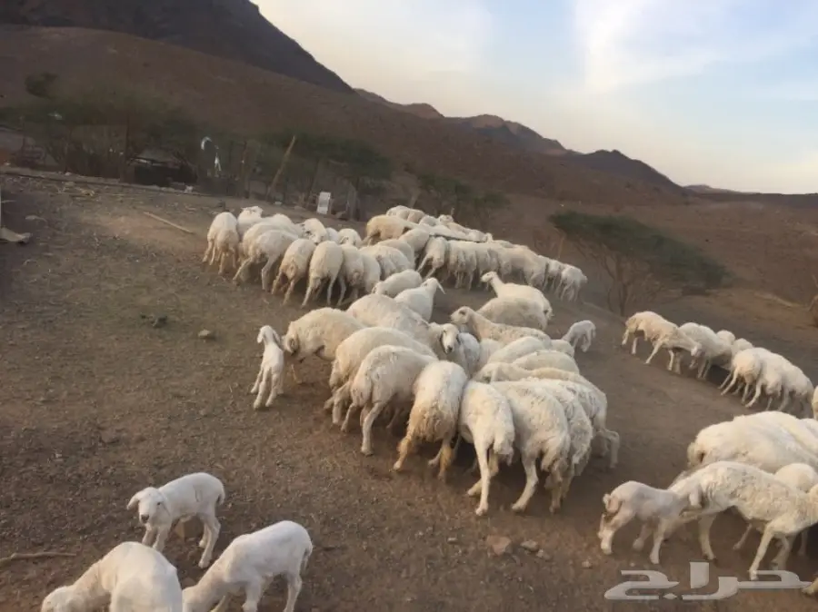 ضان حبص مراح