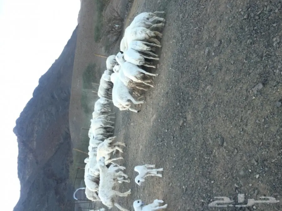 ضان حبص مراح (image 1)