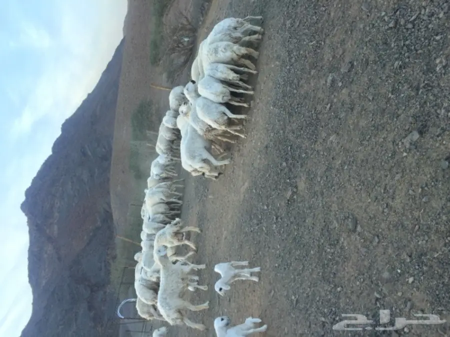 ضان حبص مراح (image 2)