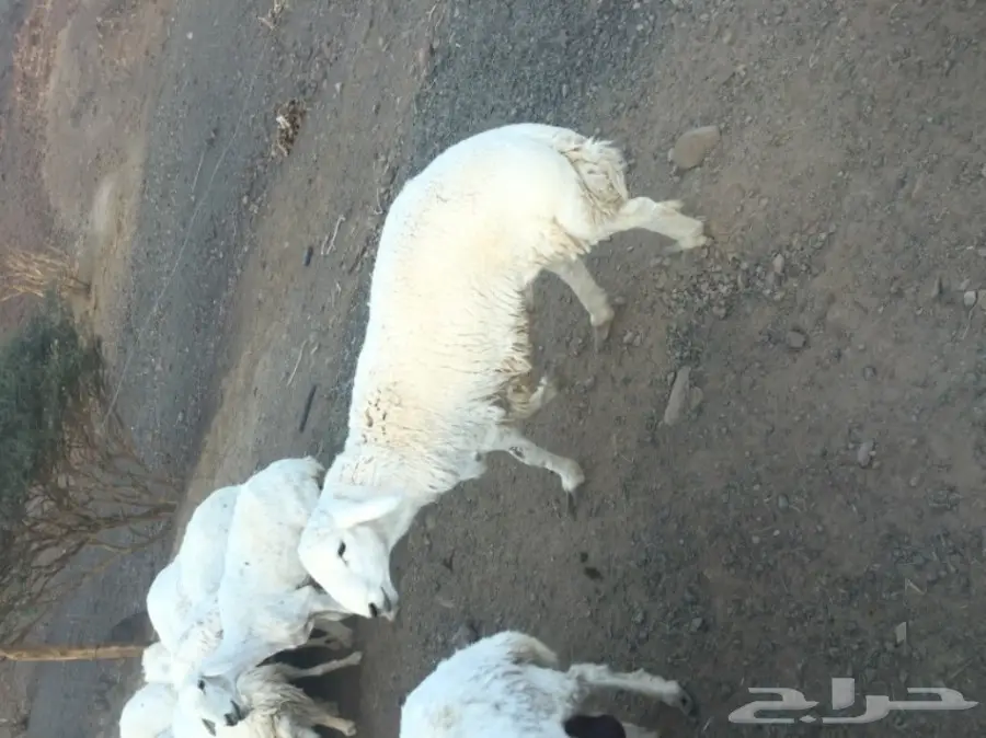 ضان حبص مراح (image 3)