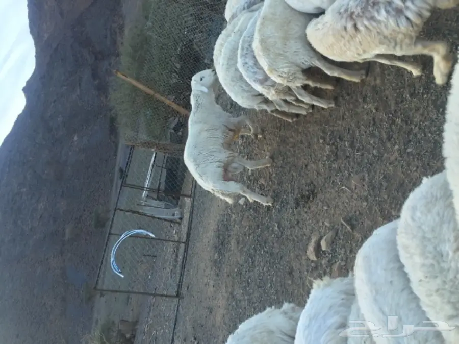 ضان حبص مراح (image 4)