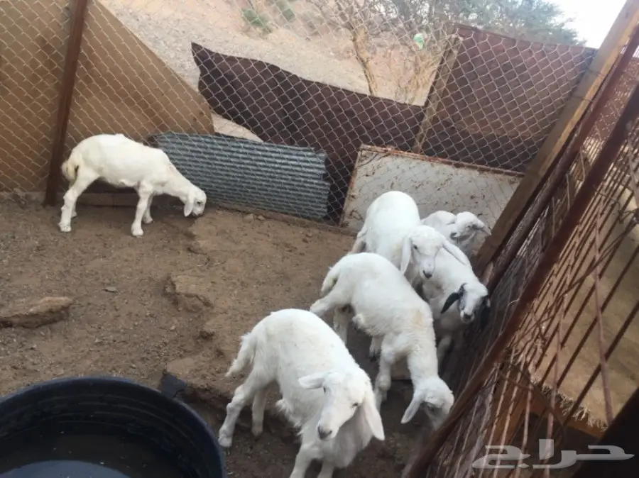 ضان حبص مراح (image 6)