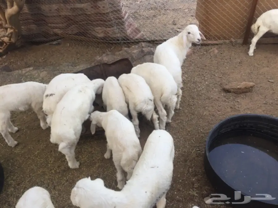 ضان حبص مراح (image 7)