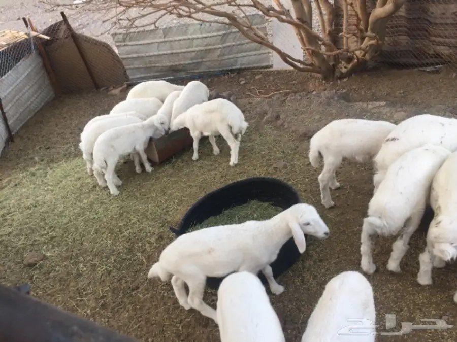 ضان حبص مراح (image 8)