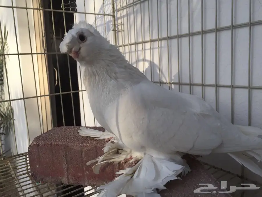 حمام أوزبك (image 1)