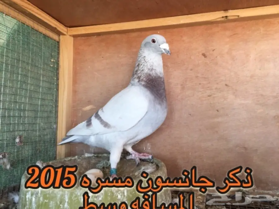 زاجل سباق خوارج 