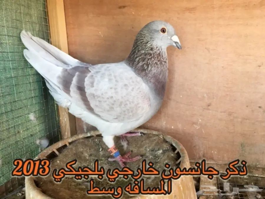 زاجل سباق خوارج  (image 1)