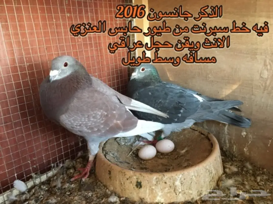 زاجل سباق خوارج  (image 2)