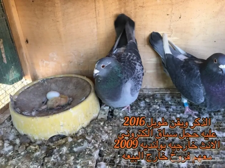 زاجل سباق خوارج  (image 3)