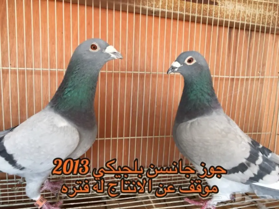 زاجل سباق خوارج  (image 4)