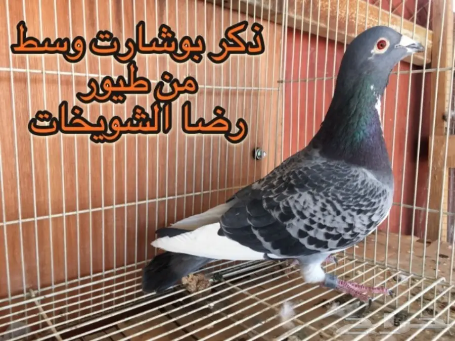 زاجل سباق خوارج  (image 5)