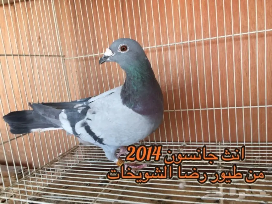 زاجل سباق خوارج  (image 6)