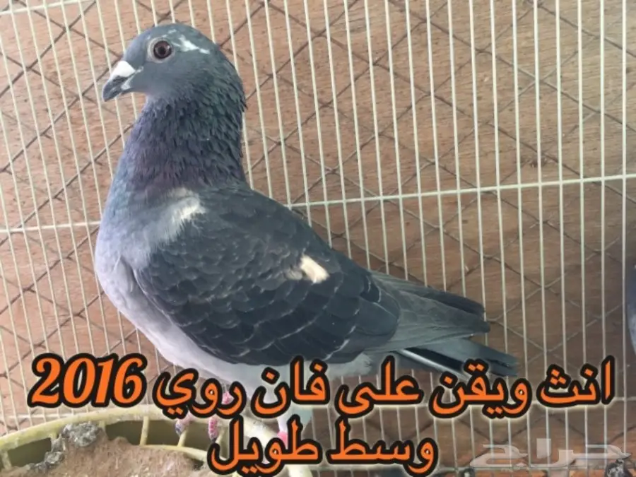 زاجل سباق خوارج  (image 7)