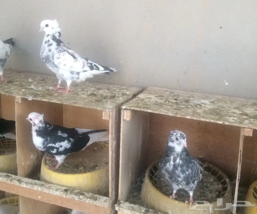 جملة نمش مقنبرات (image 1)