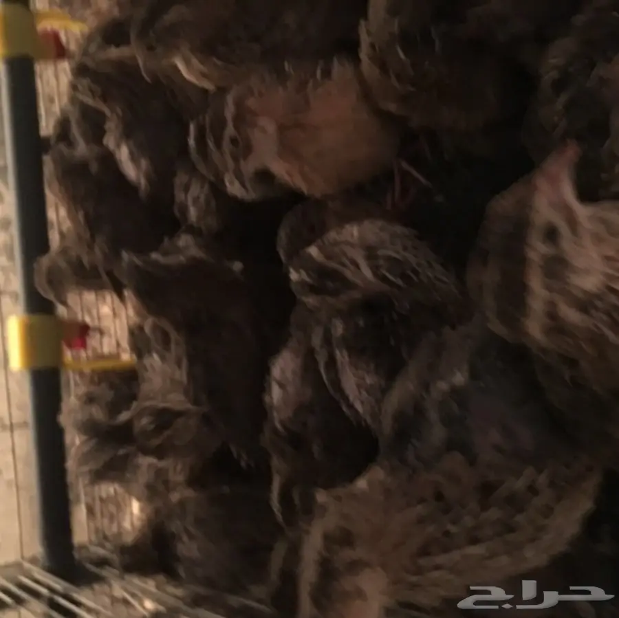 سمان (فرري). بسعر مغري (image 2)