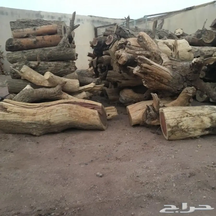 حطب طلح للبيع (image 4)