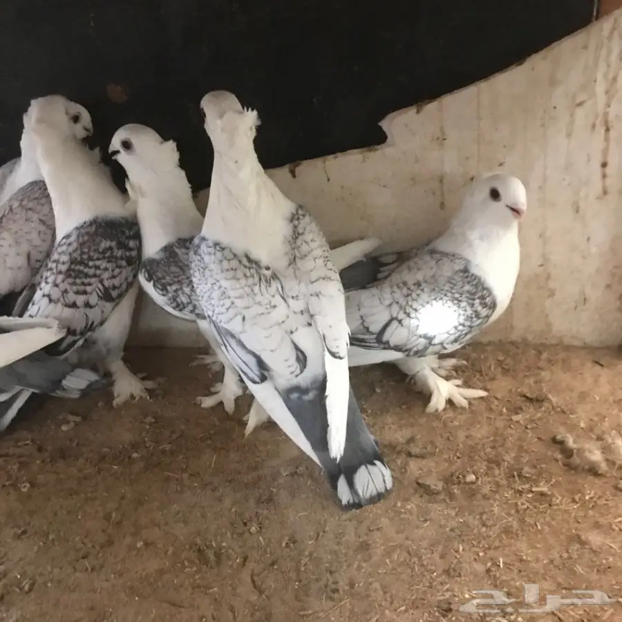 فرصة ذهبية: 3 ازواج حب الرمان الممتاز - مزاد! (image 1)