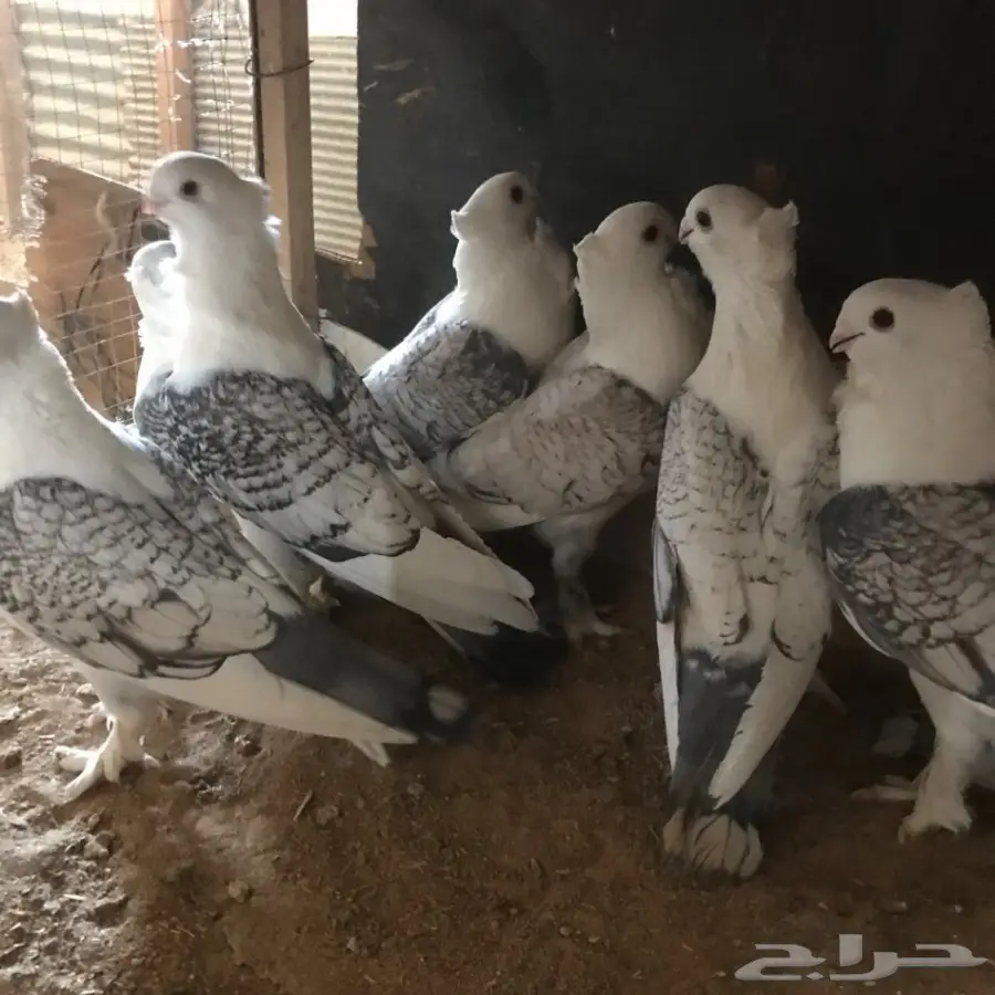 فرصة ذهبية: 3 ازواج حب الرمان الممتاز - مزاد! (image 2)