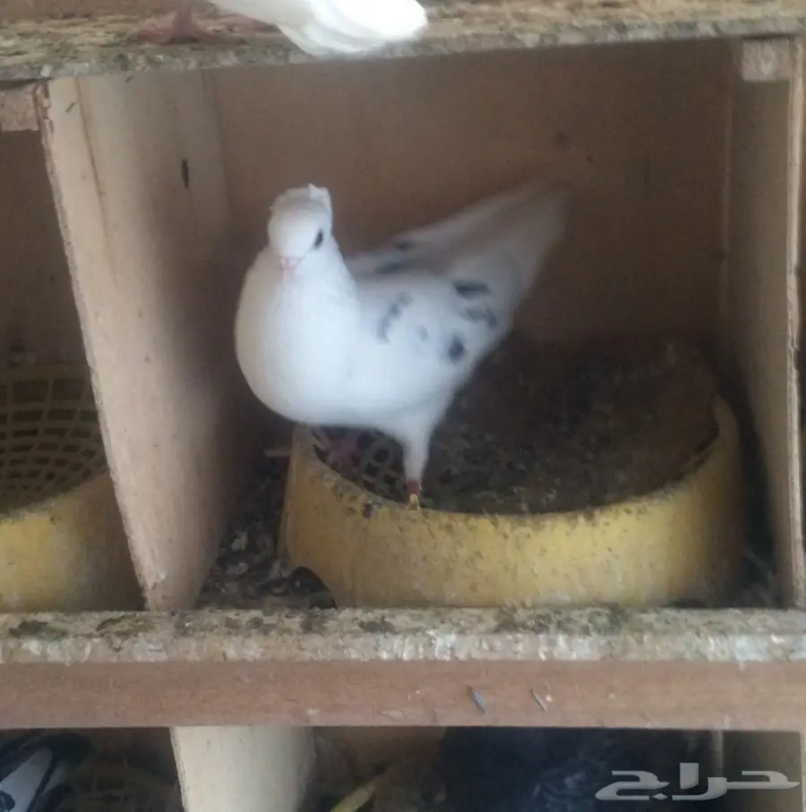 جملة نمش مقنبرات (image 3)