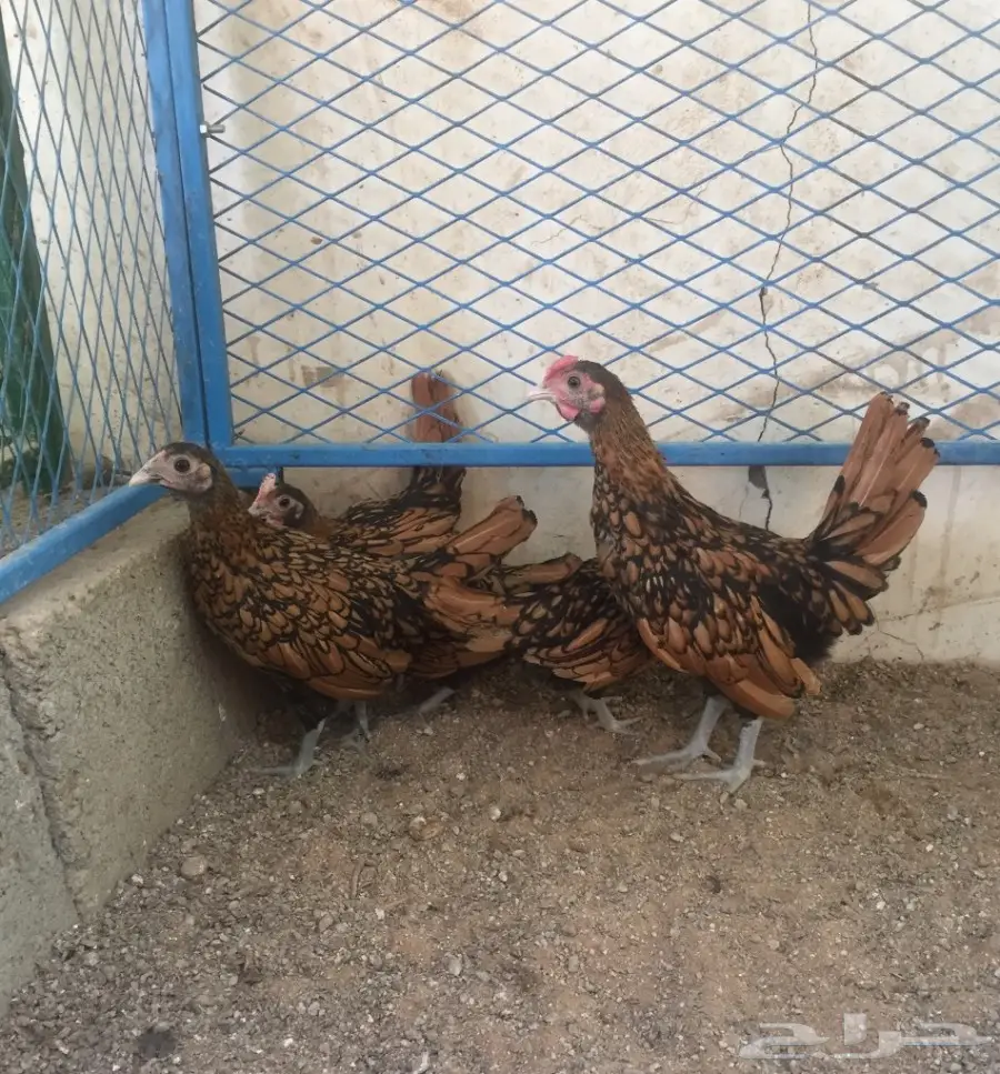 صوص فارسي - براهما - سبرايت (image 7)