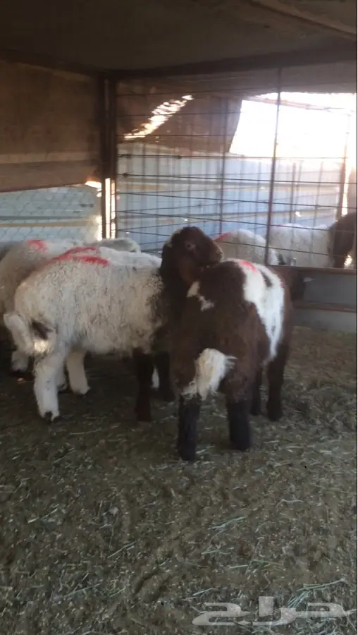 هرافي نعيم للبيع القصيم (image 3)