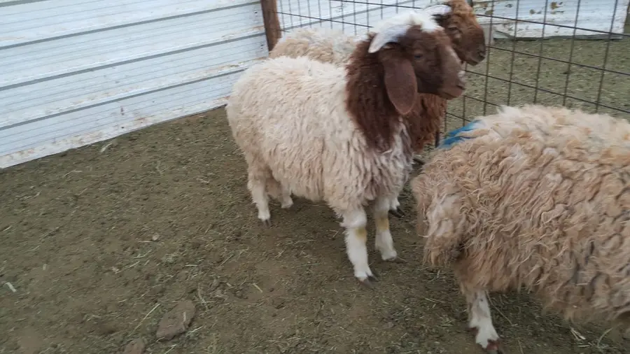 للبيع خروفين ورخله بريات (image 2)
