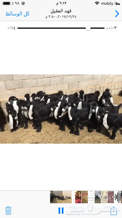 تيوس للبيع - فرصة لا تُفوّت في القصيم! (image 1)