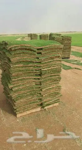 ابوشرموخ لتوريد الثيل في الرياض وفي بسعر خاص (image 8)