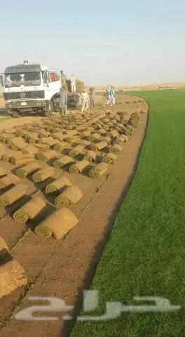 ابوشرموخ لتوريد الثيل في الرياض وفي بسعر خاص (image 2)