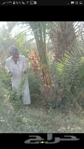 نخيل للبيع بجميع أنواعها ومقاساته اخواني  (image 1)