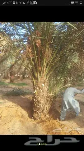 نخيل للبيع بجميع أنواعها ومقاساته اخواني  (image 9)