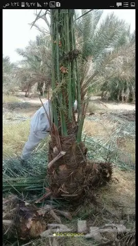 نخيل للبيع بجميع أنواعها ومقاساته اخواني  (image 7)