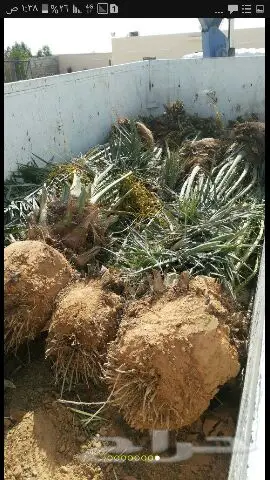 نخيل للبيع بجميع أنواعها ومقاساته اخواني  (image 2)
