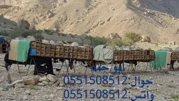 عسل سدر حضرمي أصلي ١٤٣٩ - دوعني (image 54)