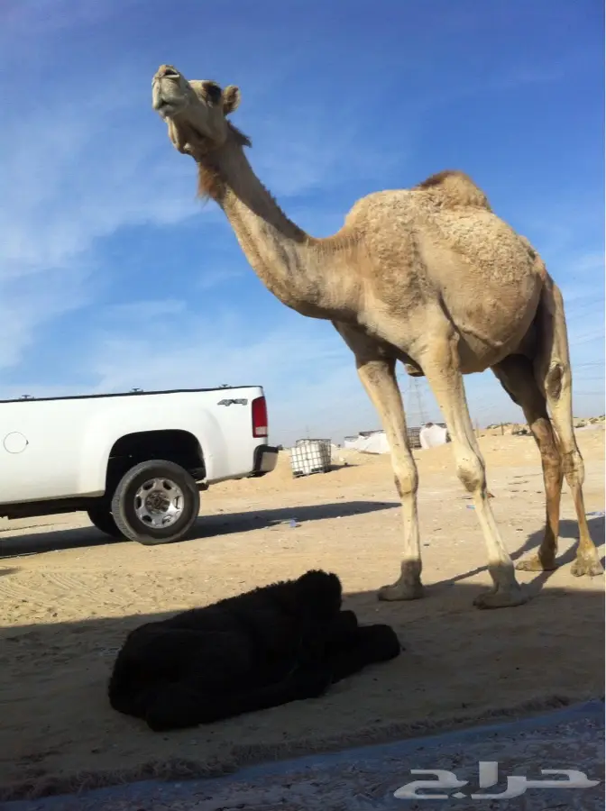 نساؤه متينه و أنوثة... (متاحة الآن!) (image 3)