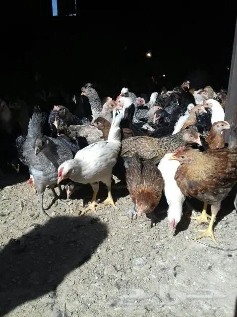 دجاج بلدي عمر ( شهرين ) (image 2)