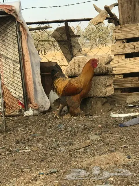 ديك براهما اصل (image 2)