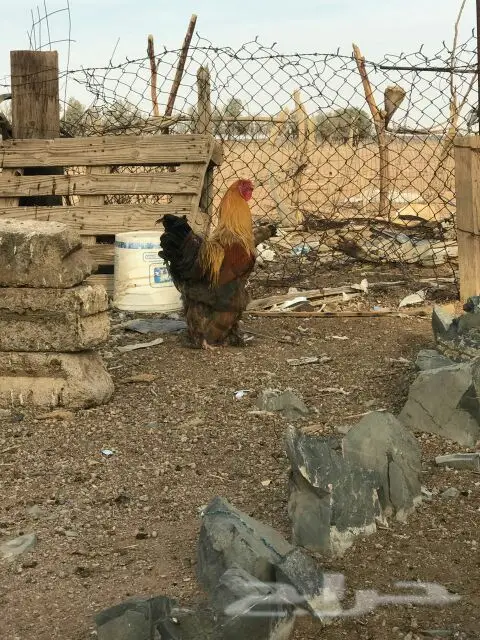 ديك براهما اصل (image 1)