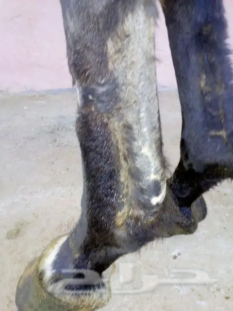 فرس شعبيه لقاح ثقيل (image 2)