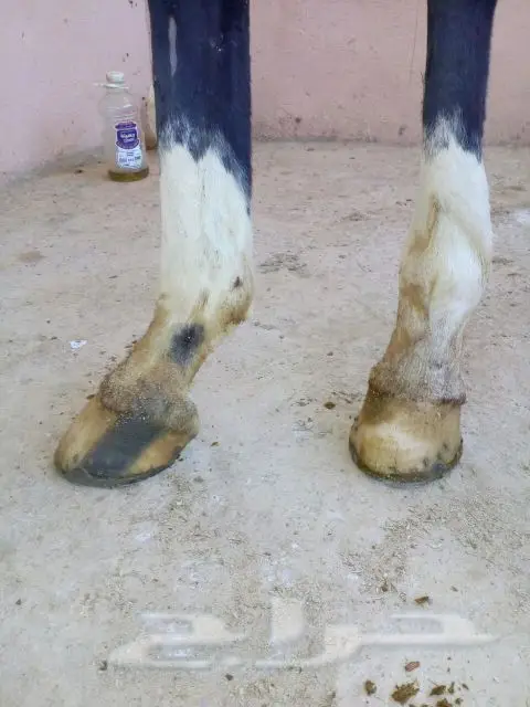 فرس شعبيه لقاح ثقيل (image 1)
