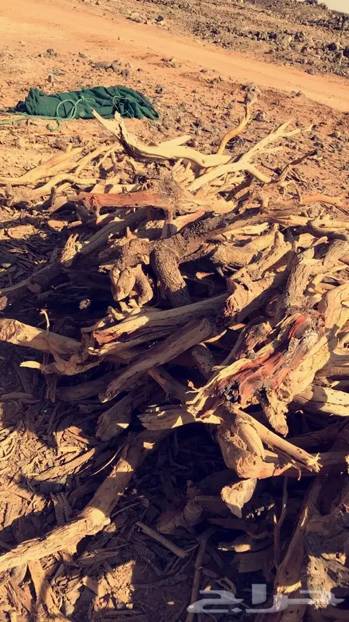 سمر مبروم صافي شرط (image 3)
