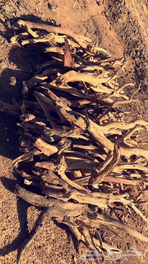 سمر مبروم صافي شرط (image 4)